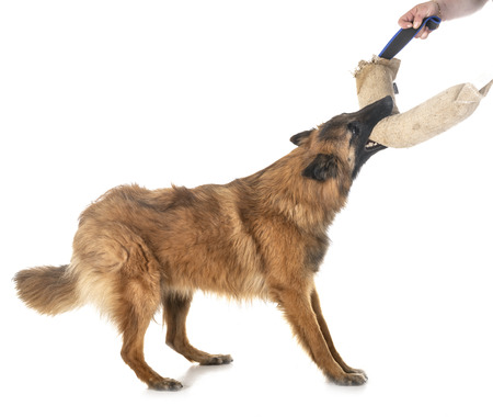 belgian shepherd in front of white backgroundの写真素材