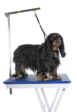grooming table and little dog in front of white backgroundの写真素材