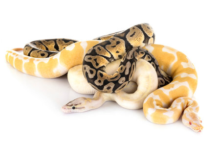 Ball pythons in front of white background