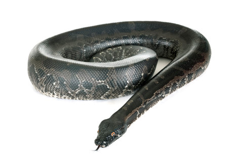 Python curtus in front of white background