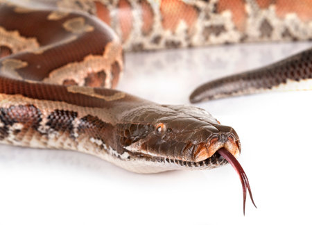 Python brongersmai in front of white background