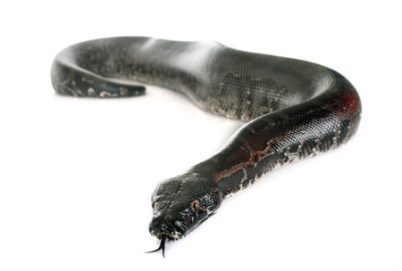 Python curtus in front of white background