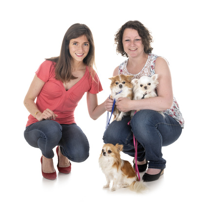 little chihuahuas and women in front of white backgroundの写真素材