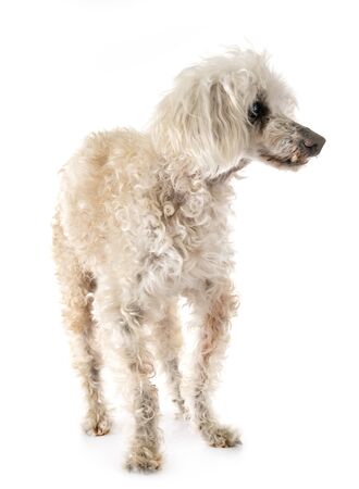 old poodle in front of white backgroundの写真素材