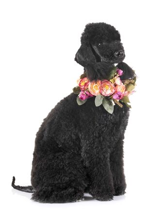 bedlington poodle in front of white backgroundの写真素材