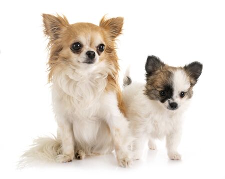 little chihuahuas in front of white backgroundの写真素材