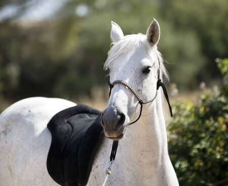white horse with ethological halter in natureの写真素材