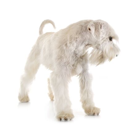 miniature schnauzer in front of white backgroundの写真素材