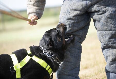 training of police dog with assailant in natureの写真素材