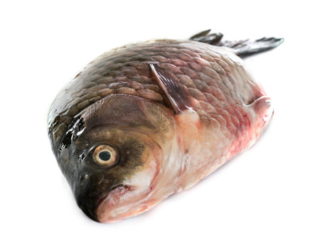 Cyprinus carpio in front of white background
