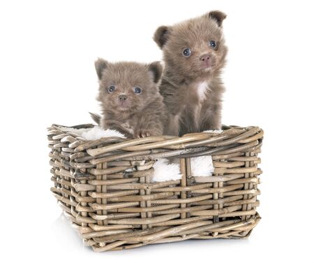 young pomeranians in front of white backgroundの写真素材