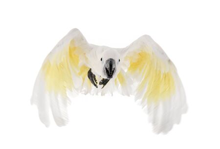 White cockatoo in front of white backgroundの写真素材