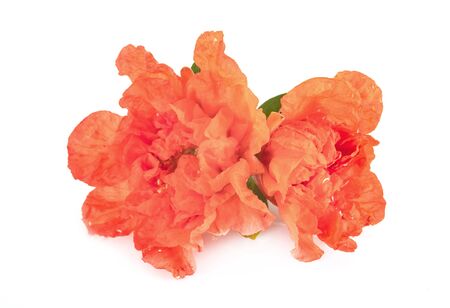 punica flower in front of white backgroundの写真素材