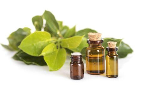 Cinnamomum camphora in front of white backgroundの写真素材