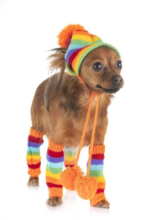 Russkiy Toy in front of white backgroundの写真素材