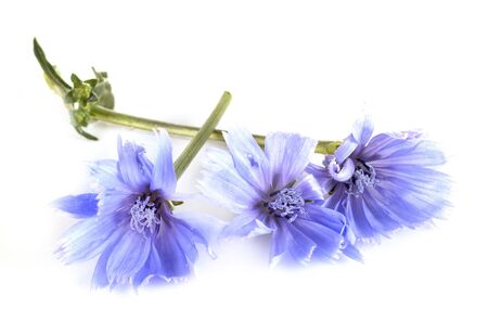 Cichorium flower in front of white backgroundの写真素材
