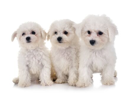 young Bichon Frises in front of white backgroundの写真素材