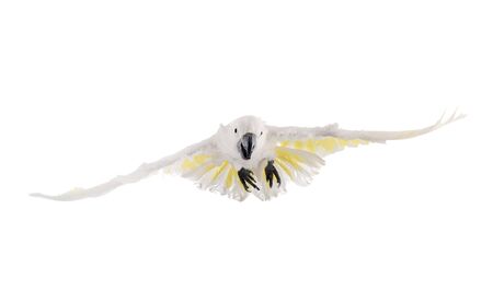 White cockatoo in front of white backgroundの写真素材
