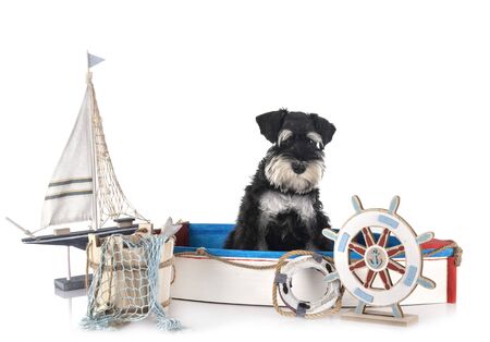 miniature schnauzer in front of white backgroundの写真素材