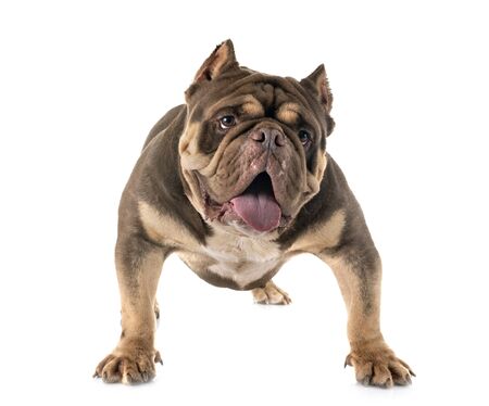 american bully in front of white backgroundの写真素材