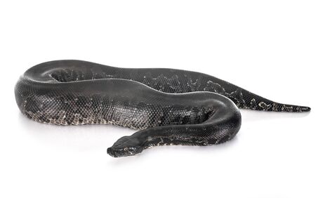 Python curtus in front of white backgroundの写真素材