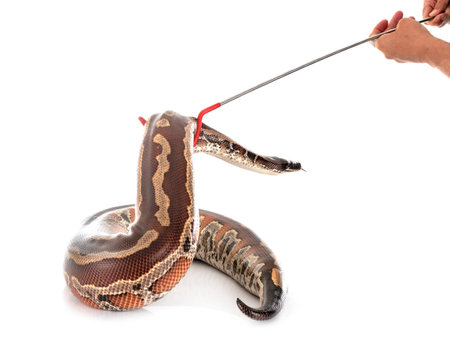 Python brongersmai in front of white background