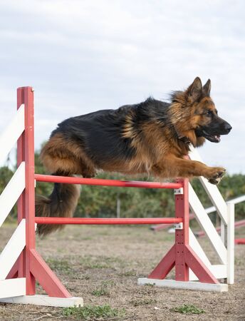 training of agility in a dog schoolの写真素材