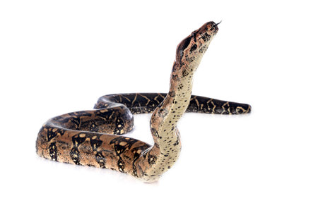 Boa imperator in front of white background