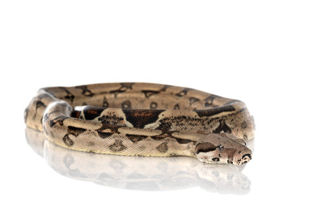 Boa imperator in front of white background