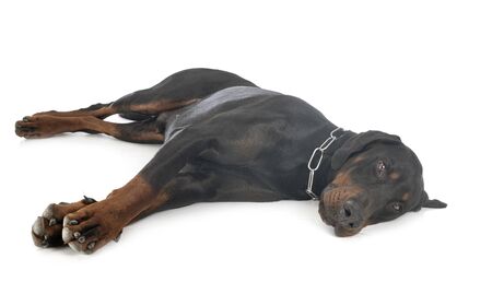 dobermann pinsher in front of white backgroundの写真素材