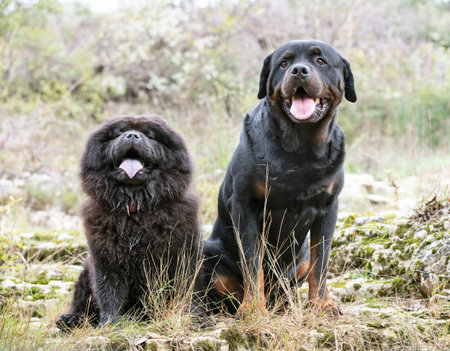 picture of rottweiler and chow chow in the nature, in autumn