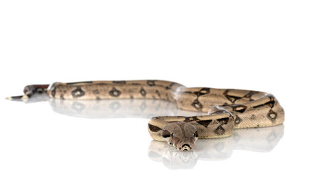 Boa imperator in front of white background
