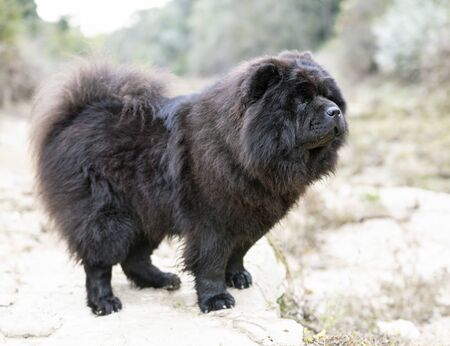picture of chow chow dog in the nature, in autumnの写真素材