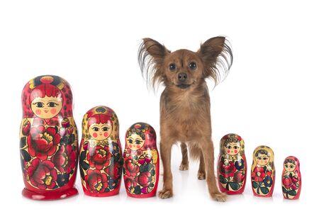 Russian dolls and russkiy toy in front of white backgroundの写真素材