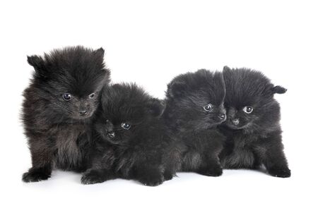 young pomeranians in front of white backgroundの写真素材