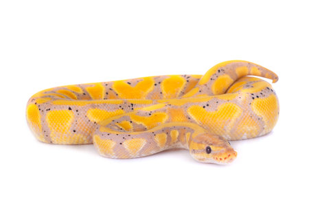 ball python in front of white background