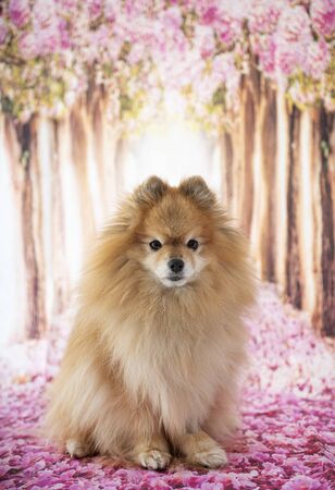young pomeranian in front of spring backgroundの写真素材