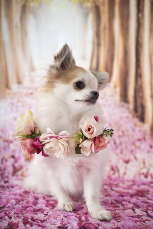 little chihuahua in front of spring backgroundの写真素材