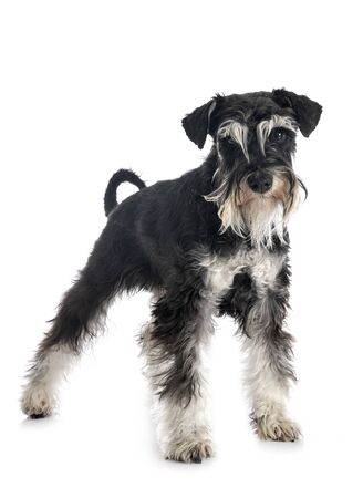 miniature schnauzer in front of white backgroundの写真素材