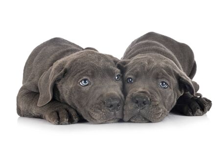 puppies italian mastiff in front of white backgroundの写真素材