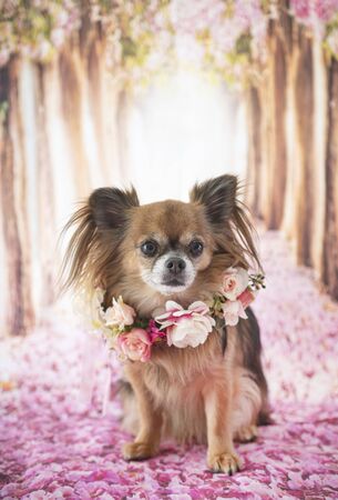little chihuahua in front of spring backgroundの写真素材