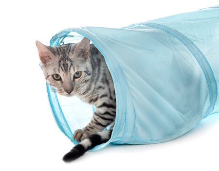 bengal cat in front of white backgroundの写真素材