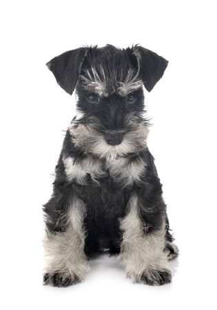 miniature schnauzer in front of white backgroundの写真素材