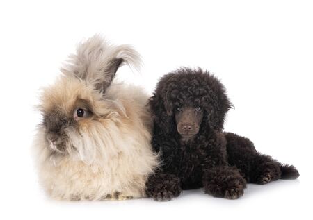 puppy toy poodle and rabbit in front of white backgroundの写真素材