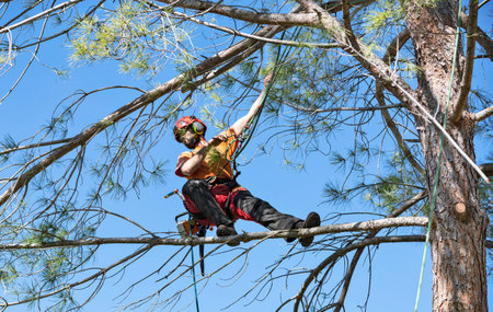 Lumberjack with chainsaw and harness pruning a tree