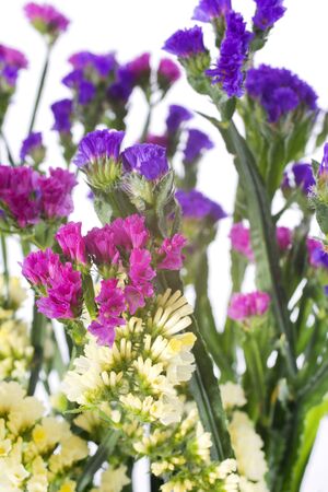 Sea Lavender in front of white backgroundの写真素材