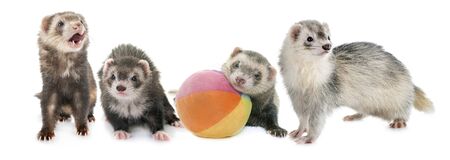 group of ferrets in front of white backgroundの写真素材