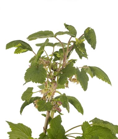 ribes seedling in front of white backgroundの写真素材