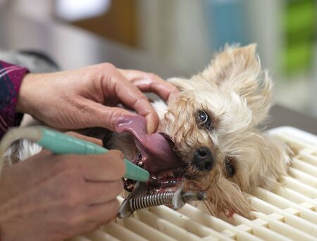 tartar removal for a old yorkshire terrier by a vetの写真素材