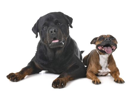 staffordshire bull terrier and rottweiler in front of white backgroundの写真素材